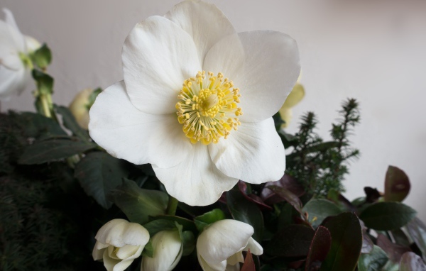 Белый цветок анемоны с бутонами
