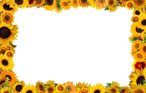 Белый фон с желтыми подсолнухами 