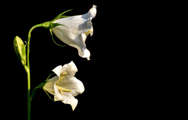 Белые цветы колокольчика на черном фоне