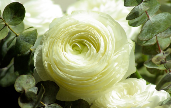 Белые цветы лютика крупным планом