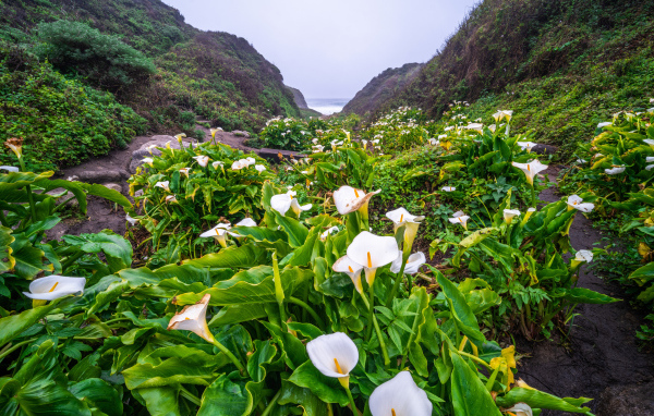 Белые цветы каллы с большими зелеными листьями