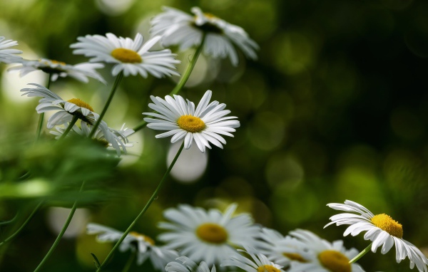 Белые цветы ромашки растут на клумбе 