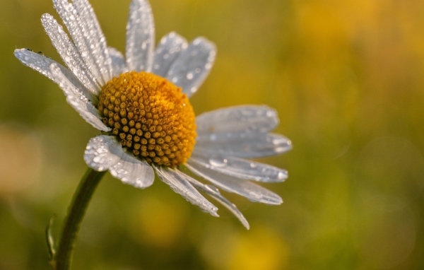 Лепестки белой ромашки в каплях росы