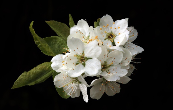 Белые цветы вишни на черном фоне