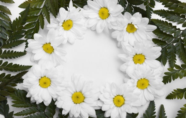 Белые цветы хризантемы с зелеными листьями на белом фоне 