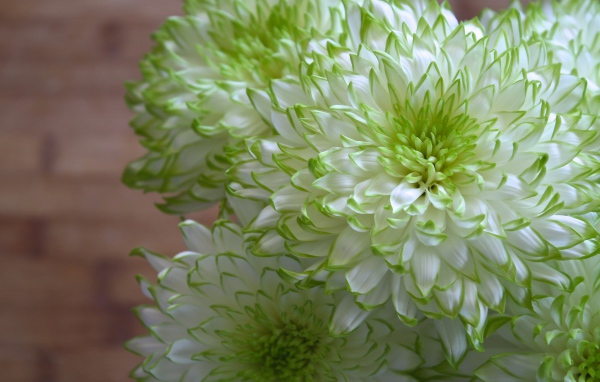 Белые хризантемы с зелеными краями на лепестках 
