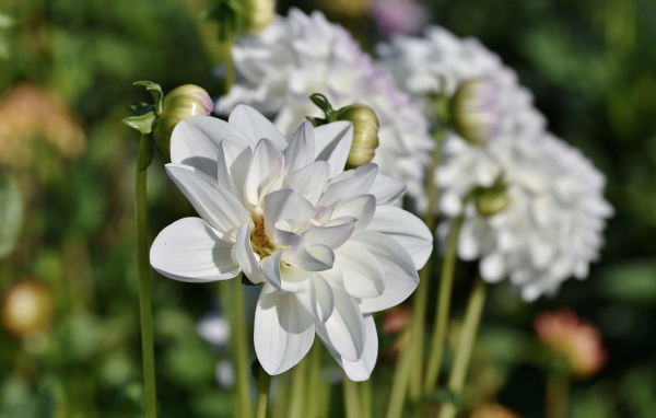 Белые георгины с бутонами в лучах солнца на клумбе