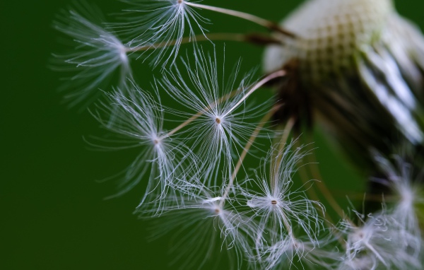 Белые семена одуванчика на зеленом фоне 