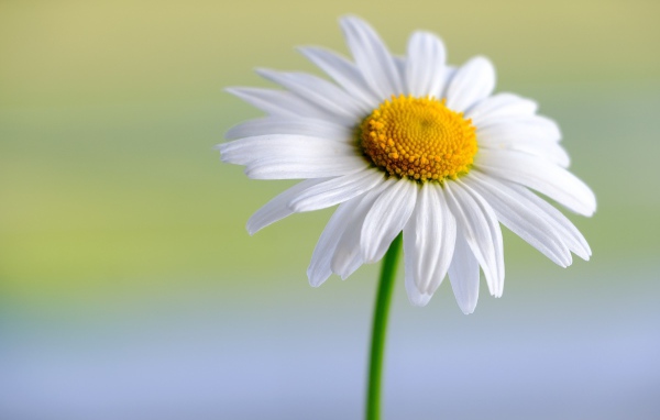 Белые нежные лепестки с желтой серединкой у цветка ромашки