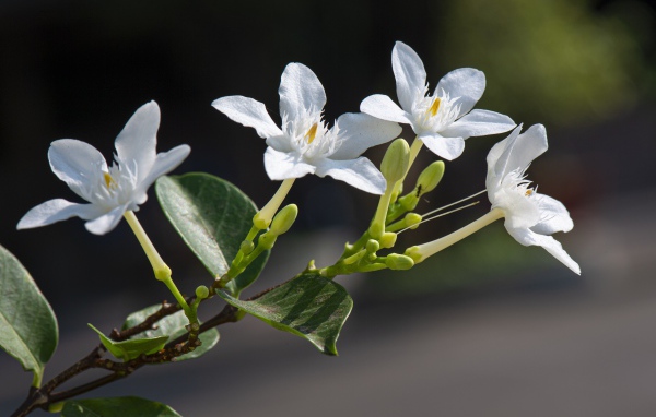 Белые цветы с бутонами и зелеными листьями на ветке 