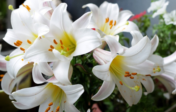 Белые садовые лилии в букете