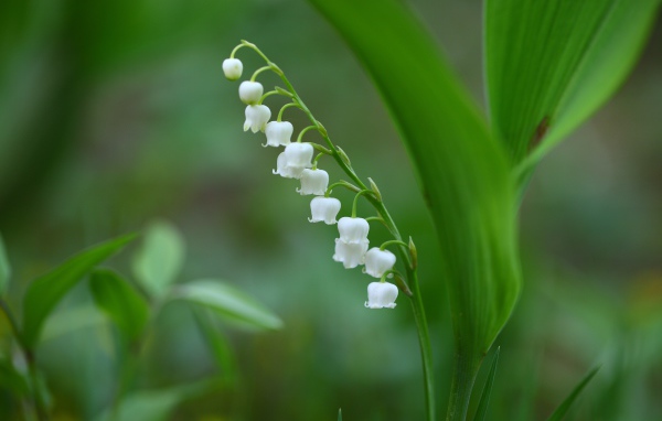 Белый цветок ландыша на зеленом фоне