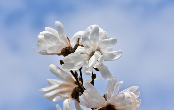 Белые цветы магнолии на голубом фоне
