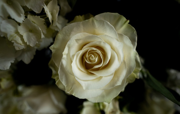 Белая роза с цветами  гортензии на черном фоне