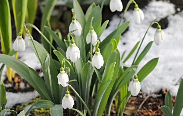 Белые подснежники с зелеными листьями на земле