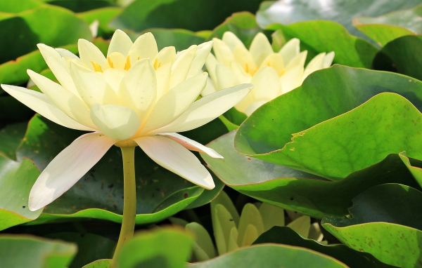 Белые цветы водяной лилии в зеленых листьях