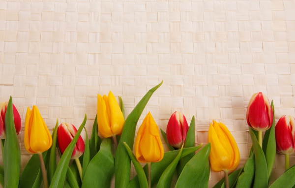 Желтые и красные тюльпаны на плетеном фоне