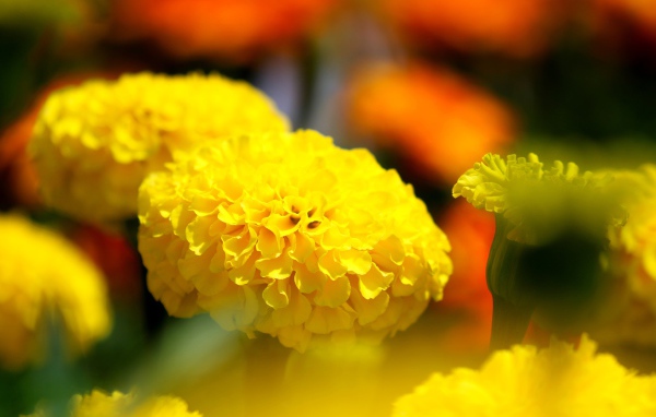 Желтые красивые бархатцы