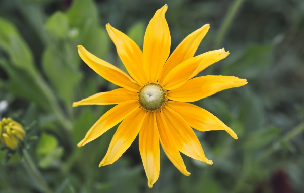 Желтый красивый цветок рудбекия  крупным планом 