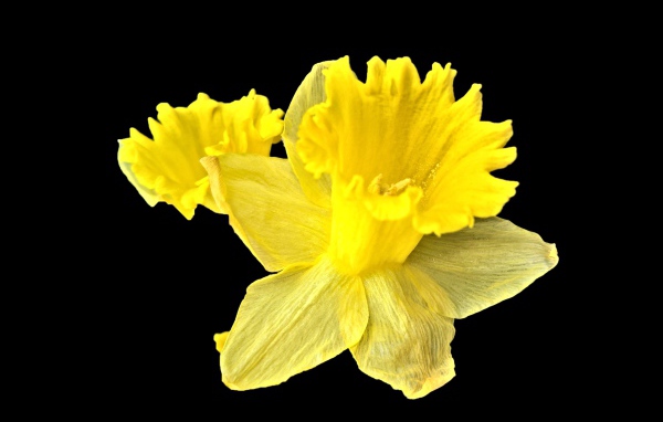 Желтый цветок нарцисса на черном фоне крупным планом