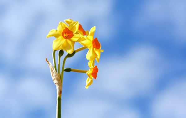 Желтые нарциссы на фоне голубого неба 