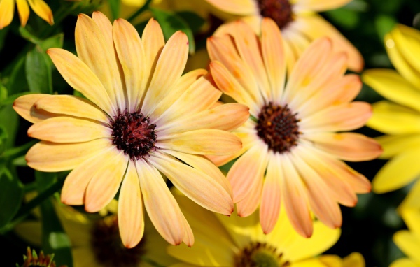 Желтые цветы  Остеоспермум крупным планом 