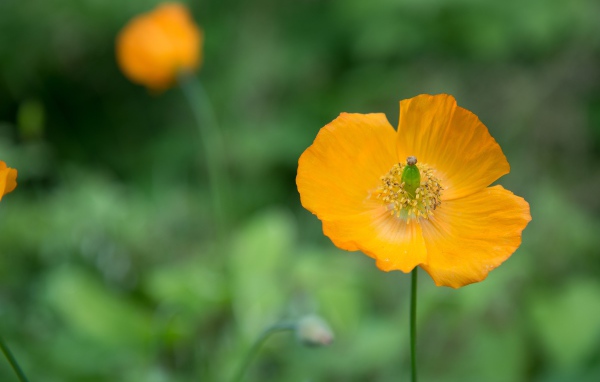 Желтые цветы эшшольция крупным планом