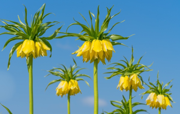 Желтые цветы рябчики на фоне голубого неба