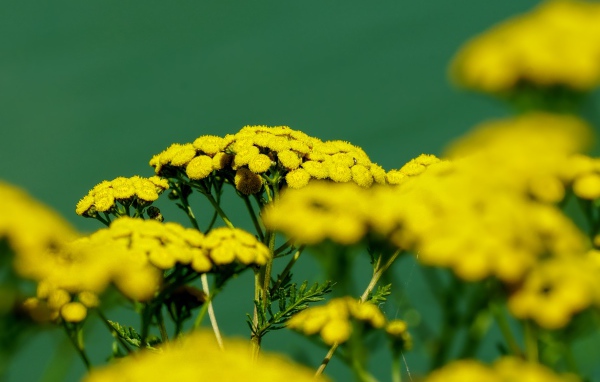 Желтые цветы пижмы на зеленом фоне крупным планом