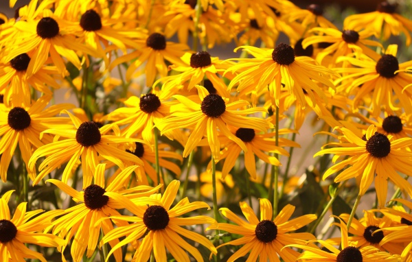 Желтые цветы рудбекия на клумбе 