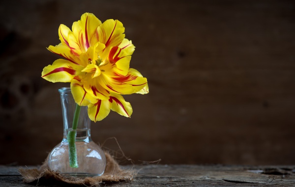 Желтый пышный цветок тюльпана в стеклянной вазе