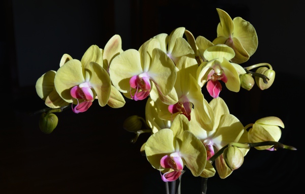Желтые орхидеи с розовой серединкой на черном фоне
