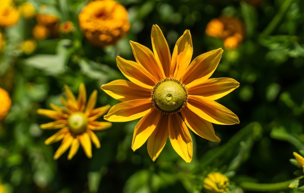 Желтый цветок рудбекия с бутонами крупным планом 