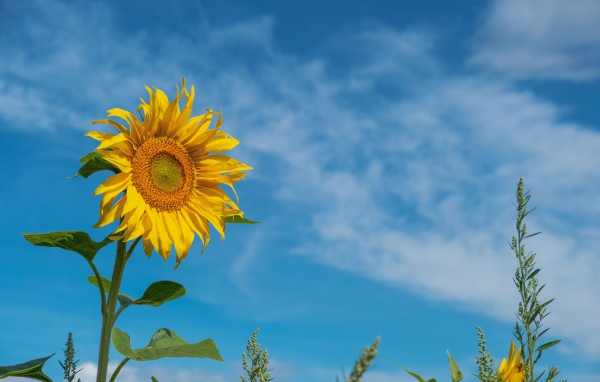 Желтый летний цветок подсолнуха на фоне голубого неба 