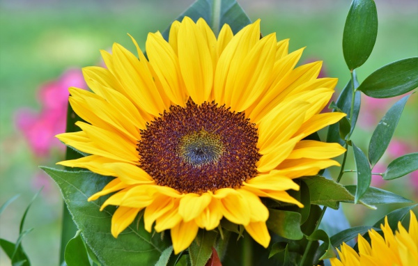 Желтый цветок подсолнуха в зеленых листьях крупным планом