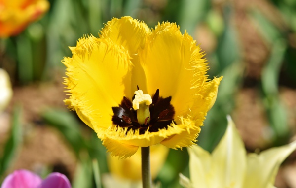 Желтый тюльпан в лучах солнца