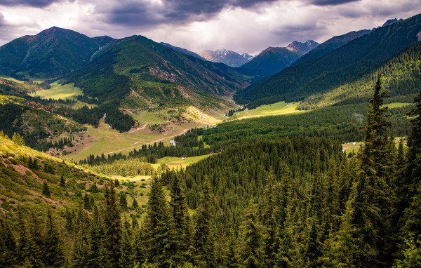 Зеленые ели покрывают высокие горы 