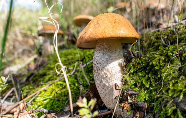 Большой белый гриб  растет на покрытой мхом земле