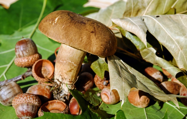 Большой гриб с желудями на земле