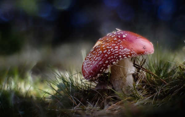 Большой красный мухомор растет на траве