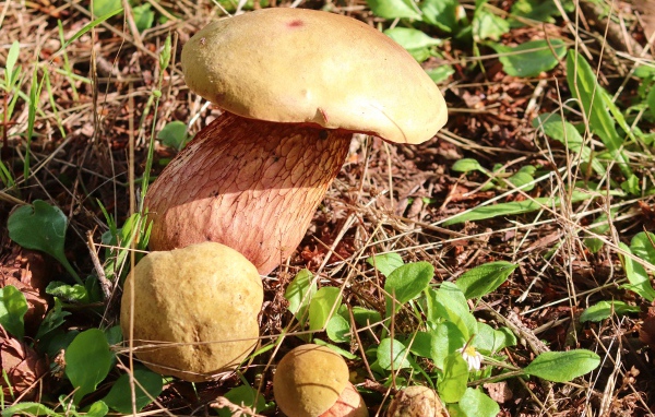 Большой белый гриб на траве в лесу