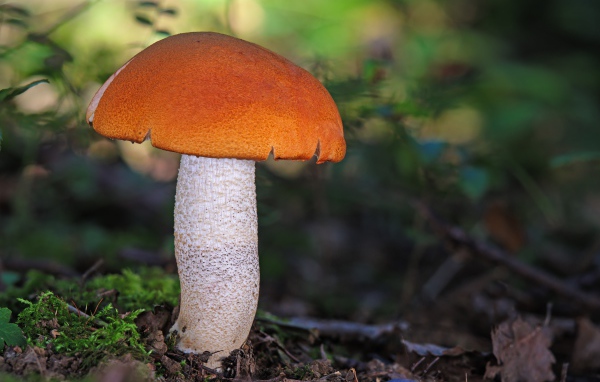 Подосиновик на земле в лесу