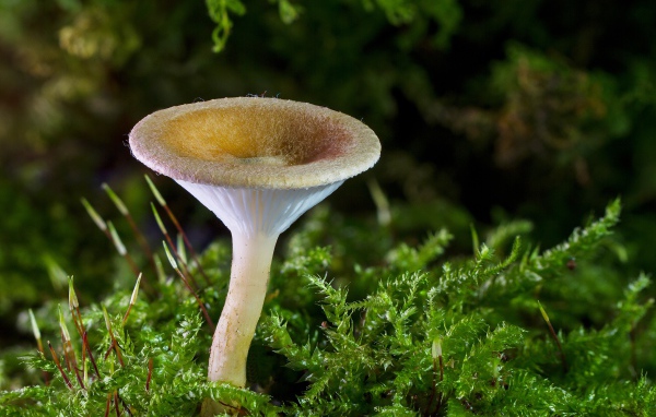 Лесной гриб на покрытой мхом земле 