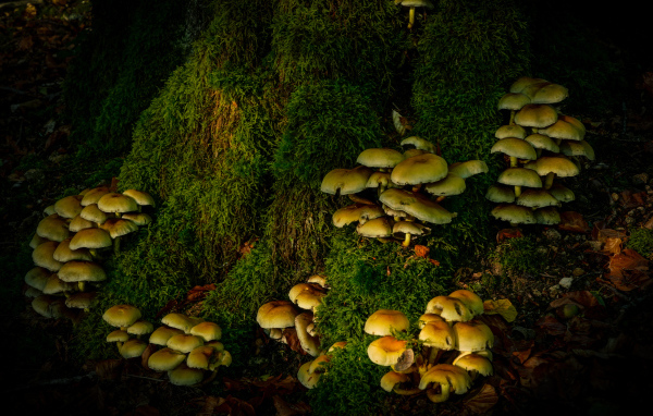 Много грибов на покрытом мхом дереве