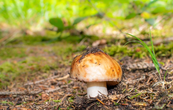 Гриб в земле в лесу