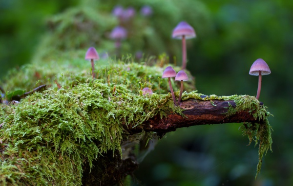 Маленькие ядовитые грибы поганки на покрытом мхом дереве