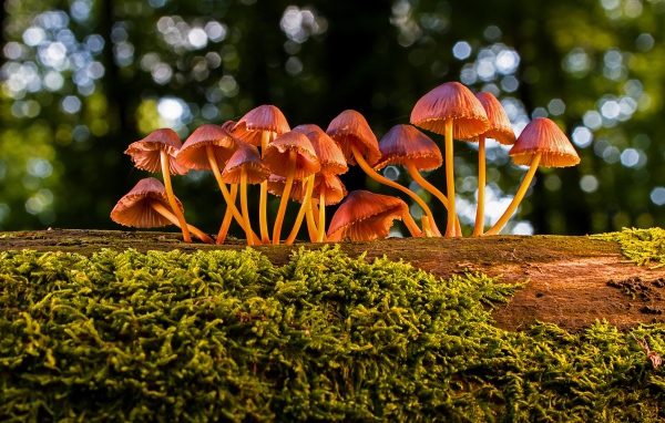 Маленькие грибы поганки на покрытом мхом дереве