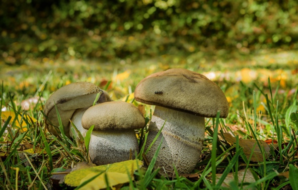 Три белых гриба в зеленой траве 