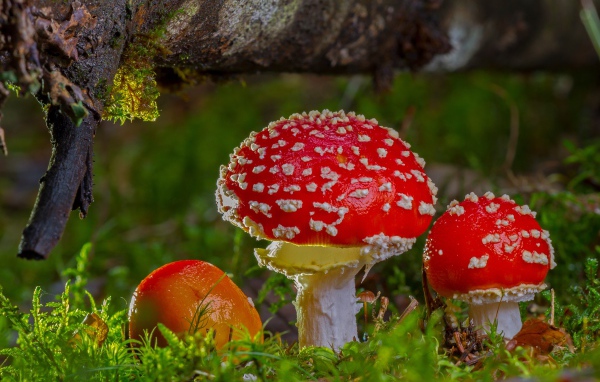 Три красных мухомора под корягой