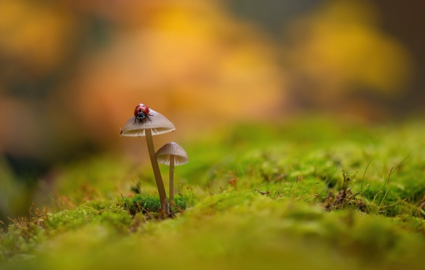 Два гриба поганки на покрытой мхом земле 